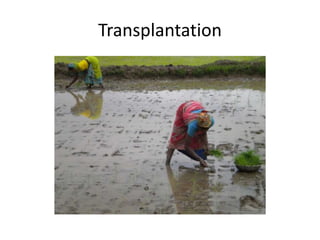Transplantation
 