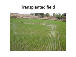 Transplanted field
 