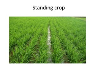 Standing crop
 