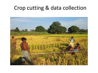 Crop cutting & data collection
 