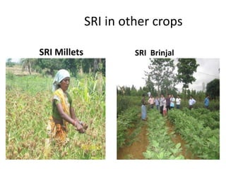 SRI in other crops
SRI Millets SRI Brinjal
 