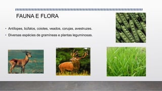 FAUNA E FLORA
• Antílopes, búfalos, coiotes, veados, corujas, avestruzes.
• Diversas espécies de gramíneas e plantas leguminosas.
 