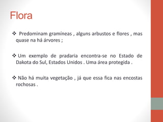 Flora
 Predominam gramíneas , alguns arbustos e flores , mas
quase na há árvores ;
 Um exemplo de pradaria encontra-se no Estado de
Dakota do Sul, Estados Unidos . Uma área protegida .
 Não há muita vegetação , já que essa fica nas encostas
rochosas .
 