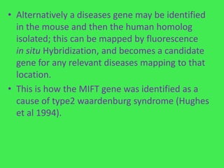 • Alternatively a diseases gene may be identified
  in the mouse and then the human homolog
  isolated; this can be mapped by fluorescence
  in situ Hybridization, and becomes a candidate
  gene for any relevant diseases mapping to that
  location.
• This is how the MIFT gene was identified as a
  cause of type2 waardenburg syndrome (Hughes
  et al 1994).
 
