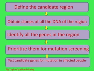 Define the candidate region

  Obtain clones of all the DNA of the region

 Identify all the genes in the region

  Prioritize them for mutation screening

  Test candidate genes for mutation in affected people

Fig: Logic of positional cloning
 