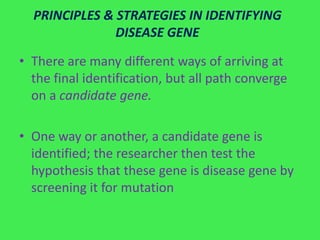 PRINCIPLES & STRATEGIES IN IDENTIFYING
               DISEASE GENE

• There are many different ways of arriving at
  the final identification, but all path converge
  on a candidate gene.

• One way or another, a candidate gene is
  identified; the researcher then test the
  hypothesis that these gene is disease gene by
  screening it for mutation
 