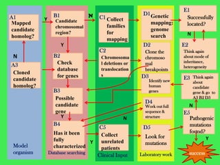 E1
                  B1             N                       D1 Genetic
A1          Y                         C1 Collect                             Successfully
Mapped             Candidate                                  mapping:
                   chromosomal             families                          located?
candidate                                                     genome
                   region?                 for                               N
homolog?                                                      search
                                           mapping
                       Y                                 D2                 E2
                                      C2                  Clone the         Think again
 N                B2                   Chromosoma         chromoso          about mode of
                   Check               l deletions or     mal               inheritance,
A3                                                                          heterogeneity
                   database            translocation      breakpoints
Cloned                                 s
                   for genes                            D3                  E3    Think again
candidate                                                    Identify new
   B3                                                                             about
homolog?                                                     human                candidate
                  B3                                         genes                gene & go to
                  Possible                                                        A3 B2 D3
                                                          D4
                  candidate                               Work out full       N
                  gene                                    sequence &        E5
                     Y                           N        structure           Pathogenic
                  B4                                                          mutations
                                     C5                  D5
                  Has it been                                                 found?
                                      Collect             Look for
                  fully                                                              Y
                                   Y unrelated            mutations
 Model            characterized       patients
 organism       Database searching                      Laboratory work          success
                                     Clinical Input
 