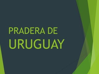 PRADERA DE
URUGUAY
 