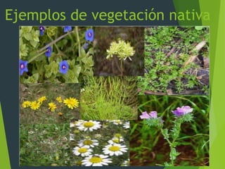 Ejemplos de vegetación nativa
 