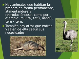  Hay animales que habitan la
pradera en forma permanente,
alimentándose y
reproduciéndose, como por
ejemplo: mulita, tatú, ñandú,
teru - teru.
 También hay otros que entran
y salen de ella según sus
necesidades.
 