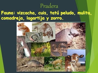 Fauna: vizcacha, cuis, tatú peludo, mulita,
comadreja, lagartija y zorro.
Pradera
 