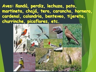 Aves: ñandú, perdiz, lechuza, pato,
martineta, chajá, tero, carancho, hornero,
cardenal, calandria, benteveo, tijereta,
churrinche, picaflores, etc.
 