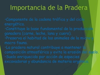 •Componente de la cadena trófica y del ciclo
energético.
•Constituye la base fundamental de la producción
ganadera (carne, leche, lana y cuero).
•Preserva el habitad de los animales de la micro y
macro fauna.
•La pradera natural contribuye a mantener la
composición atmosférica y evita la erosión del suelo.
•Suelo enriquecido por acción de especies
excavadoras y abundancia de materia orgánica.
Importancia de la Pradera
 