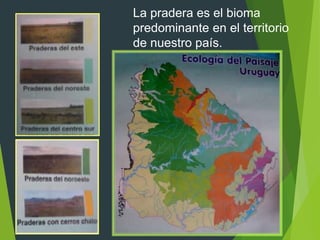 La pradera es el bioma
predominante en el territorio
de nuestro país.
 