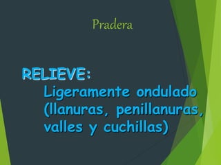 Pradera
RELIEVE:
Ligeramente ondulado
(llanuras, penillanuras,
valles y cuchillas)
 