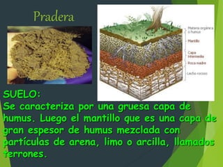 SUELO:
Se caracteriza por una gruesa capa de
humus. Luego el mantillo que es una capa de
gran espesor de humus mezclada con
partículas de arena, limo o arcilla, llamados
terrones.
Pradera
 