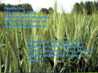 Vegetación:
Existen casi 2000
especies entre los cuales
predominan los mas de
400 tipos de gramíneas.
Diferentes herbáceas. En los
lugares en que la humedad es
mayor (cercanos a cursos fluviales)
pueden encontrarse bosques o
montes.
 