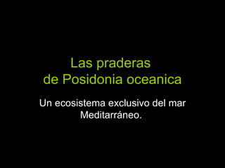 Las praderas  de Posidonia oceanica Un ecosistema exclusivo del mar Meditarráneo.  