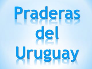 Praderas del uruguay geografía   chica