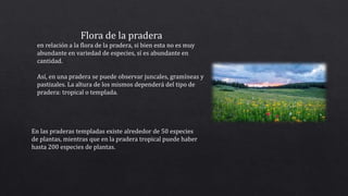 Flora de la pradera
en relación a la flora de la pradera, si bien esta no es muy
abundante en variedad de especies, sí es abundante en
cantidad.
Así, en una pradera se puede observar juncales, gramíneas y
pastizales. La altura de los mismos dependerá del tipo de
pradera: tropical o templada.
En las praderas templadas existe alrededor de 50 especies
de plantas, mientras que en la pradera tropical puede haber
hasta 200 especies de plantas.
 