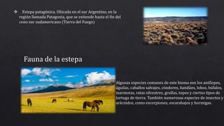  Estepa patagónica. Ubicada en el sur Argentino, en la
región llamada Patagonia, que se extiende hasta el fin del
cono sur sudamericano (Tierra del Fuego)
Fauna de la estepa
Algunas especies comunes de este bioma son los antílopes,
águilas, caballos salvajes, cóndores, ñandúes, lobos, búfalos,
marmotas, ratas silvestres, grullas, topos y ciertos tipos de
tortuga de tierra. También numerosas especies de insectos y
arácnidos, como escorpiones, escarabajos y hormigas.
 