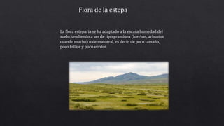 Flora de la estepa
La flora esteparia se ha adaptado a la escasa humedad del
suelo, tendiendo a ser de tipo gramínea (hierbas, arbustos
cuando mucho) o de matorral, es decir, de poco tamaño,
poco follaje y poco verdor.
 
