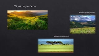 Tipos de praderas
Praderas tropicales
Praderas templadas
 