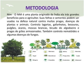 Nim - O NIM é uma planta originada da Índia ela trás grandes
benefícios para o agricultor. Suas folhas e sementes podem ser
usadas na defesa natural contra muitas pragas, doenças de
plantas e animais. Controla lagartas, gafanhotos, besouros,
pulgões, ácaros, moscas brancas, bicudo do algodoeiro e
pragas de grãos armazenados. Também controla nematóides e
algumas doenças de fungos.
 