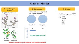 Variability Markers Molecular Marker System Evolution and Application in Crop Improvement ...