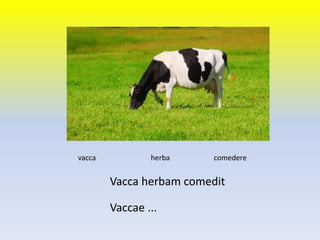 vacca herba comedere
Vacca herbam comedit
Vaccae ...
 