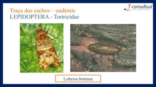 Traça dos cachos – eudémis
LEPIDOPTERA - Tortricidae
Lobesia botrana
 