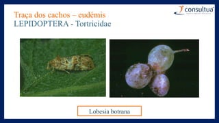 Traça dos cachos – eudémis
LEPIDOPTERA - Tortricidae
Lobesia botrana
 