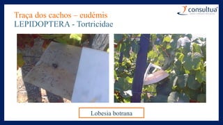 Traça dos cachos – eudémis
LEPIDOPTERA - Tortricidae
Lobesia botrana
 