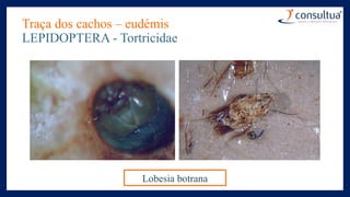 Traça dos cachos – eudémis
LEPIDOPTERA - Tortricidae
Lobesia botrana
 
