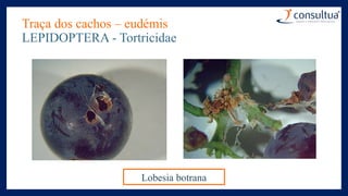 Traça dos cachos – eudémis
LEPIDOPTERA - Tortricidae
Lobesia botrana
 