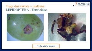 Traça dos cachos – eudémis
LEPIDOPTERA - Tortricidae
Lobesia botrana
 