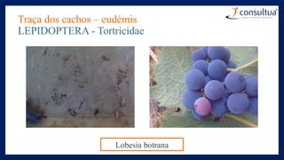 Traça dos cachos – eudémis
LEPIDOPTERA - Tortricidae
Lobesia botrana
 