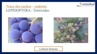 Traça dos cachos – eudémis
LEPIDOPTERA - Tortricidae
Lobesia botrana
 