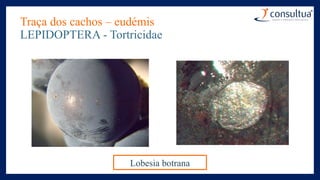Traça dos cachos – eudémis
LEPIDOPTERA - Tortricidae
Lobesia botrana
 