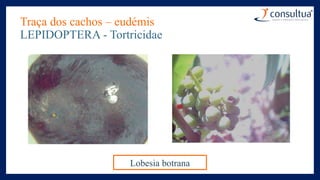 Traça dos cachos – eudémis
LEPIDOPTERA - Tortricidae
Lobesia botrana
 