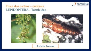 Traça dos cachos – eudémis
LEPIDOPTERA - Tortricidae
Lobesia botrana
 