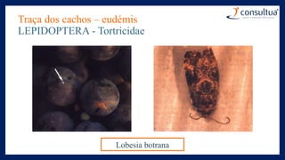 Traça dos cachos – eudémis
LEPIDOPTERA - Tortricidae
Lobesia botrana
 