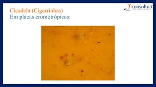 Cicadela (Cigarrinhas)
Em placas cromotrópicas:
 