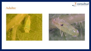 Adulto:
 