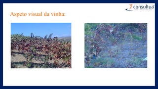 Aspeto visual da vinha:
 