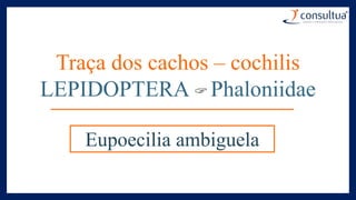 Traça dos cachos – cochilis
LEPIDOPTERA Phaloniidae
Eupoecilia ambiguela
 