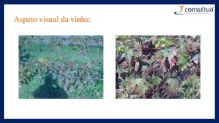 Aspeto visual da vinha:
 