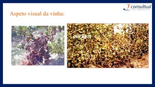 Aspeto visual da vinha:
 