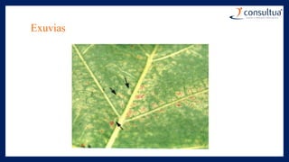 Exuvias
 