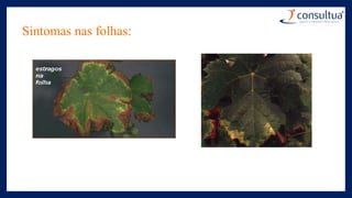 Sintomas nas folhas:
 
